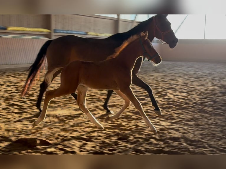 Cheval de selle allemand Étalon Poulain (04/2025) Alezan in Chemnitz