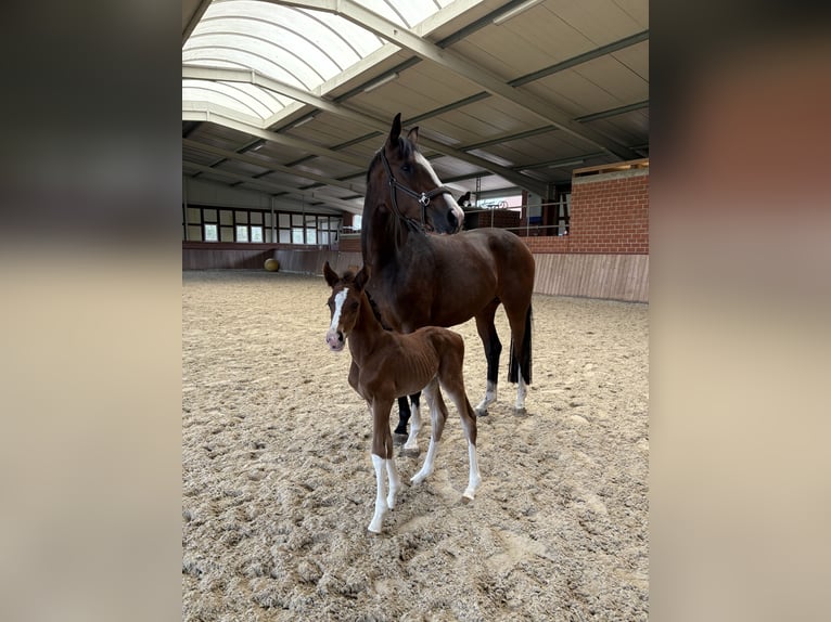 Cheval de selle allemand Étalon  Alezan in Mettingen