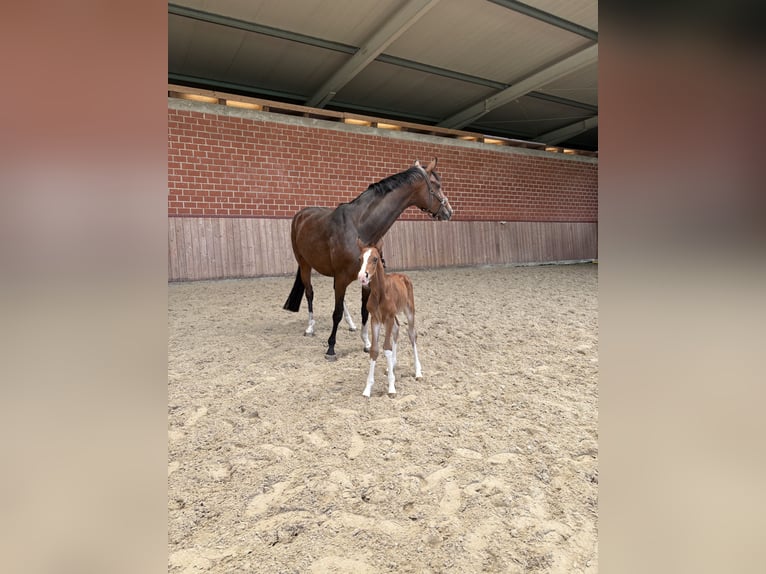 Cheval de selle allemand Étalon  Alezan in Mettingen