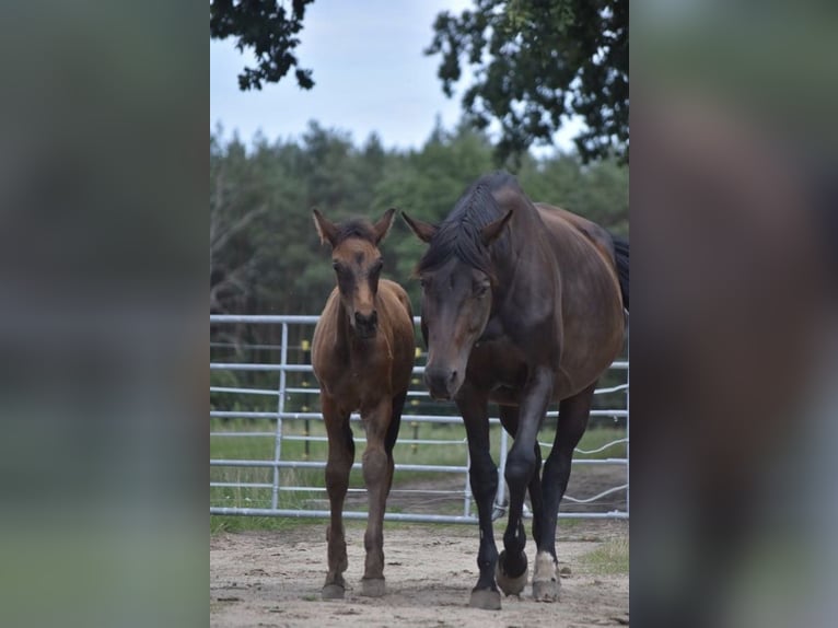 Cheval de selle allemand Étalon Poulain (05/2025) Bai brun in Berlin