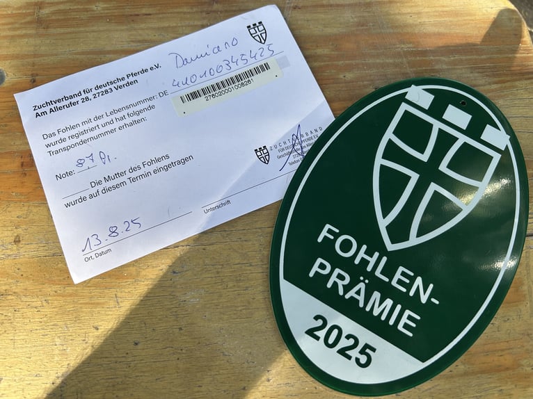 Cheval de selle allemand Étalon Poulain (05/2025) Bai brun in Krefeld