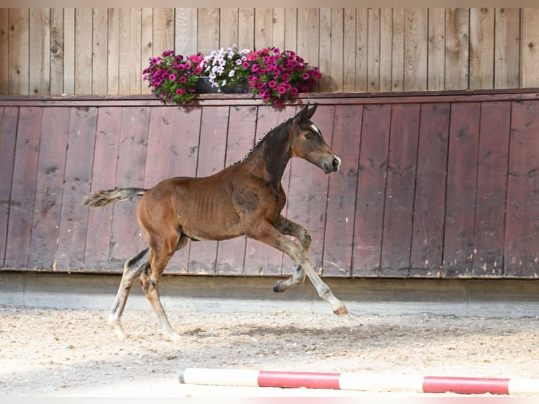 Cheval de selle allemand Étalon Poulain (05/2024) Bai brun in Unterthingau