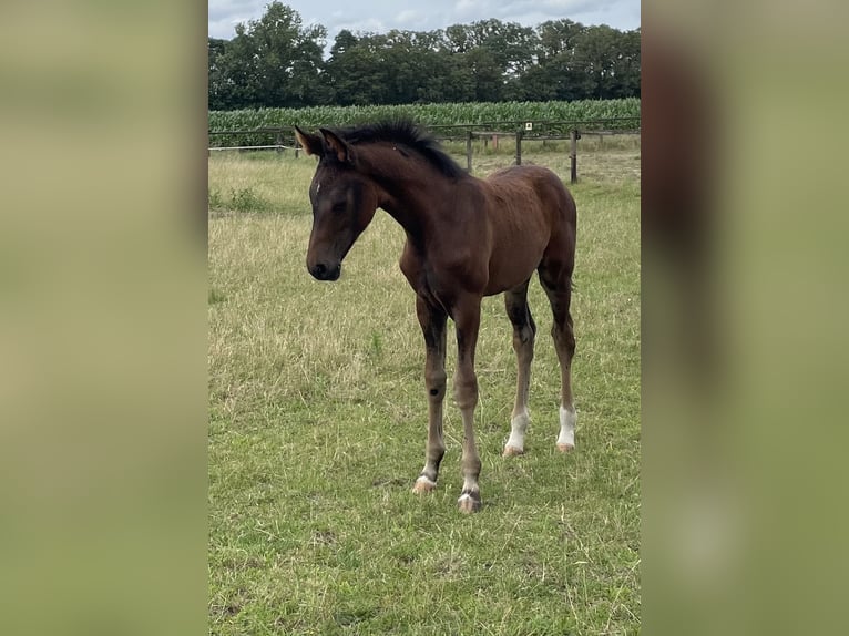 Cheval de selle allemand Étalon Poulain (04/2024) Bai brun in Warendorf