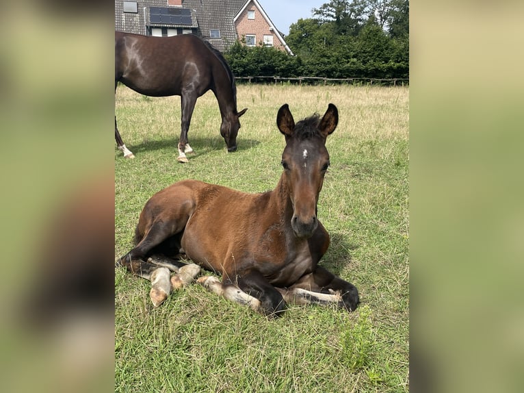 Cheval de selle allemand Étalon Poulain (04/2024) Bai brun in Warendorf