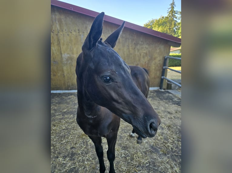Cheval de selle allemand Étalon Poulain (02/2026) Bai brun foncé in Michelbach an der Bilz