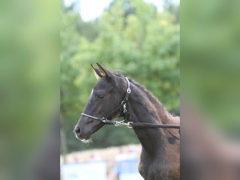 Cheval de selle allemand Étalon  Bai brun foncé in RietbergRietberg