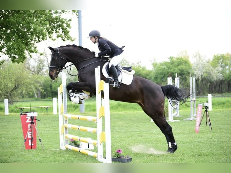 Cheval de selle allemand Étalon Poulain (05/2024) Bai brun foncé in Billigheim-Ingenheim