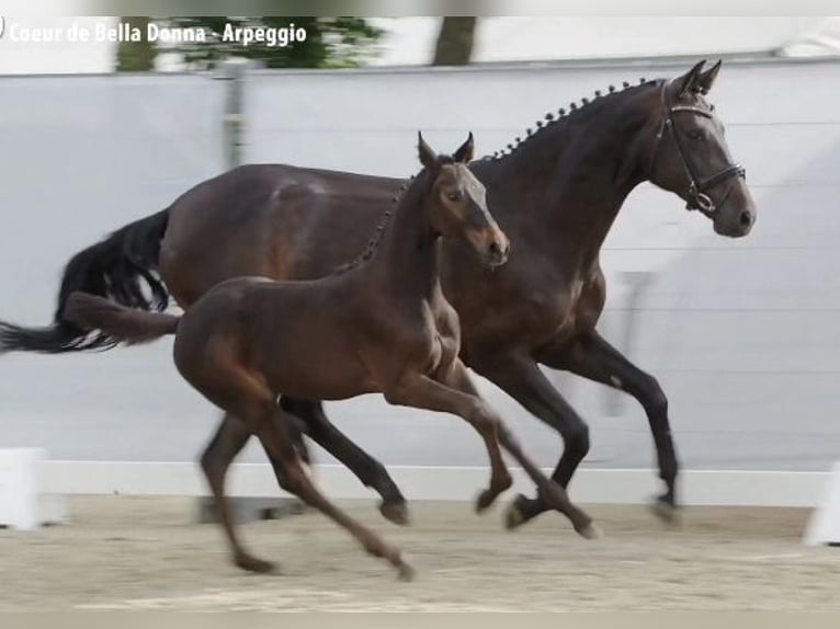 Cheval de selle allemand Étalon Poulain (05/2024) Bai brun foncé in Billigheim-Ingenheim