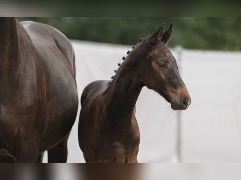 Cheval de selle allemand Étalon Poulain (05/2024) Bai brun foncé in Billigheim-Ingenheim