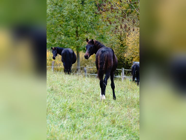 Cheval de selle allemand Étalon Poulain (04/2025) Bai brun foncé in Wehretal
