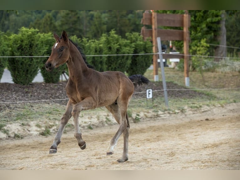 Cheval de selle allemand Étalon Poulain (04/2026) Bai in Wörth an der Donau