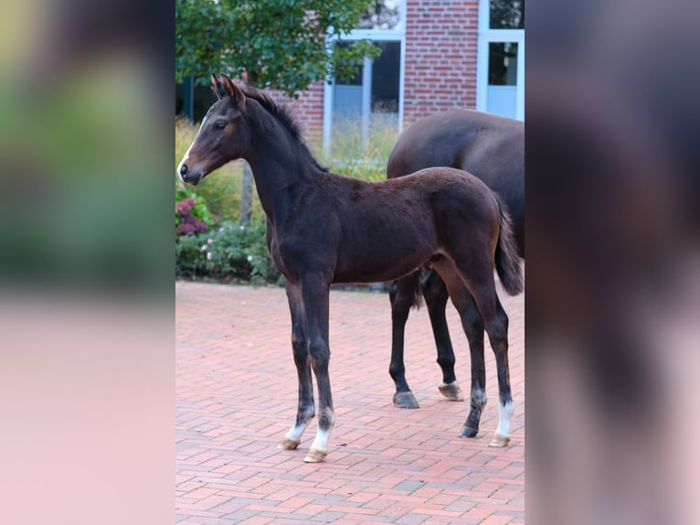 Cheval de selle allemand Étalon Poulain (06/2024) Bai in Löningen