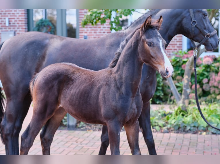 Cheval de selle allemand Étalon Poulain (06/2024) Bai in Löningen