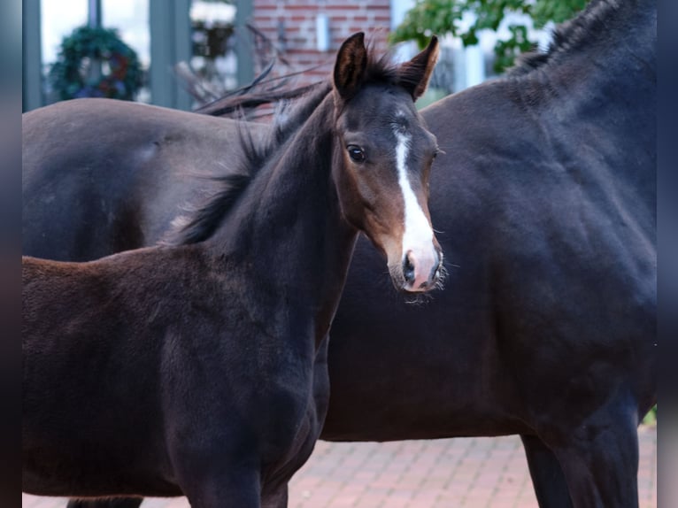 Cheval de selle allemand Étalon Poulain (06/2024) Bai in Löningen