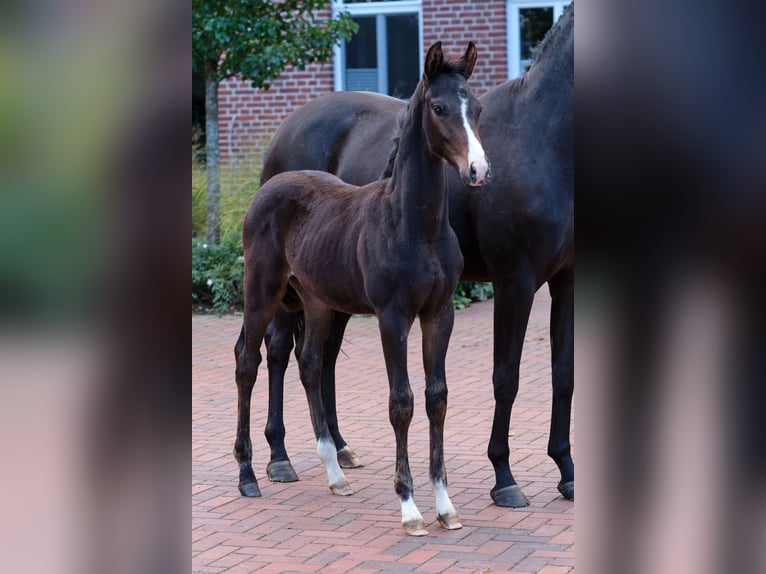 Cheval de selle allemand Étalon Poulain (06/2024) Bai in Löningen