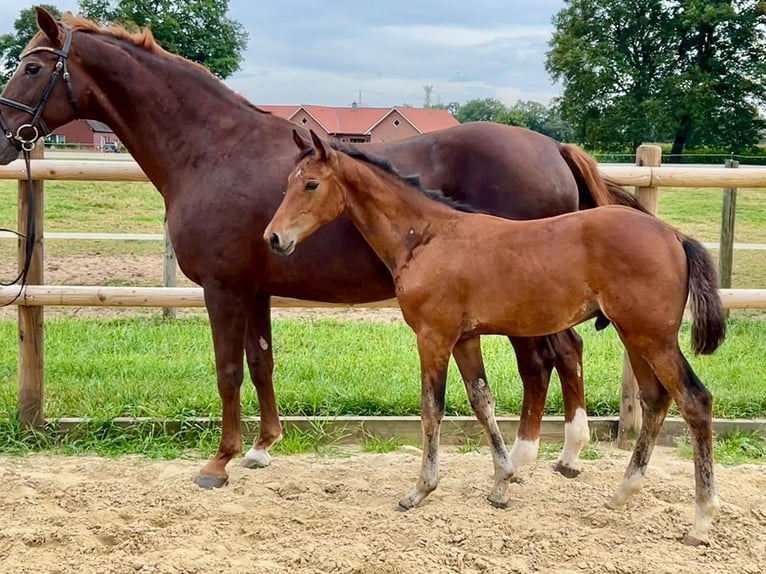 Cheval de selle allemand Étalon Poulain (05/2025) Bai in L&#xF6;ningen