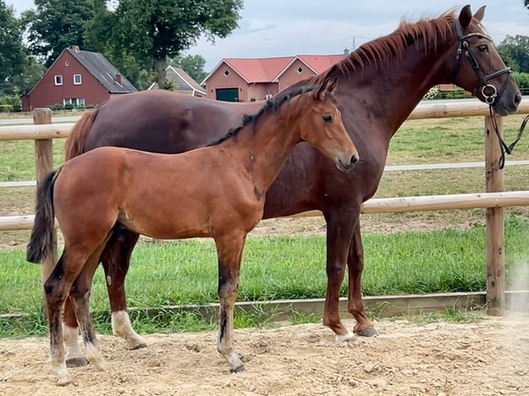 Cheval de selle allemand Étalon Poulain (05/2025) Bai in L&#xF6;ningen
