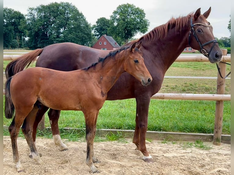 Cheval de selle allemand Étalon Poulain (05/2025) Bai in L&#xF6;ningen