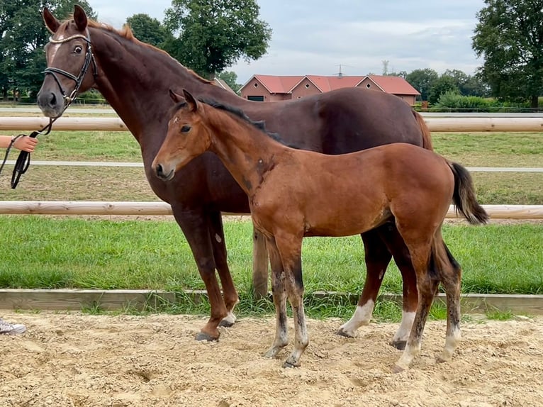 Cheval de selle allemand Étalon Poulain (05/2025) Bai in L&#xF6;ningen
