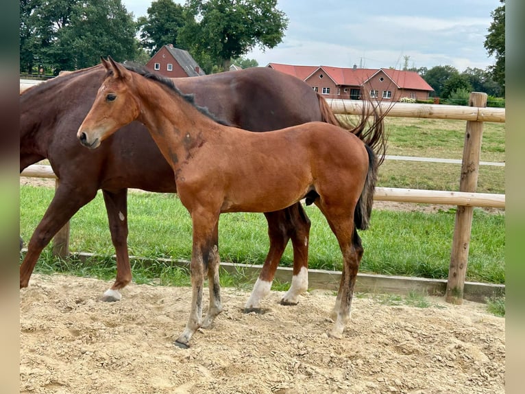 Cheval de selle allemand Étalon Poulain (05/2025) Bai in L&#xF6;ningen