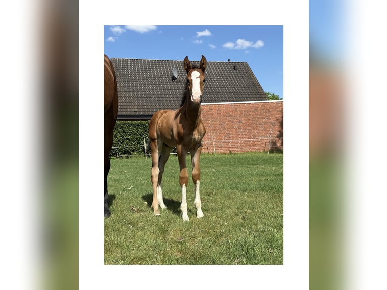 Cheval de selle allemand Étalon Poulain (03/2025) Bai in Rheine