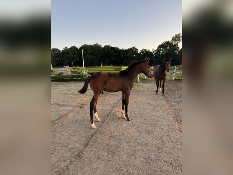Cheval de selle allemand Étalon Poulain (03/2025) Bai in L&#xF6;wenberger Land
