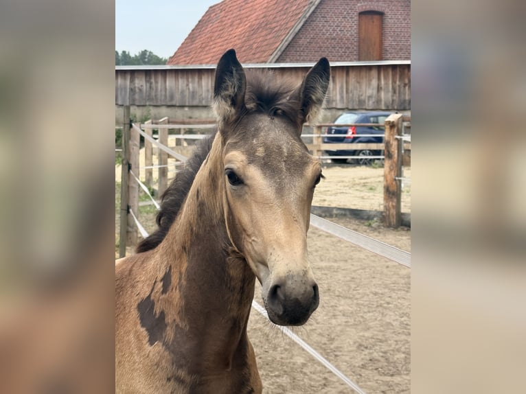 Cheval de selle allemand Étalon Poulain (05/2026) Buckskin in Recklinghausen