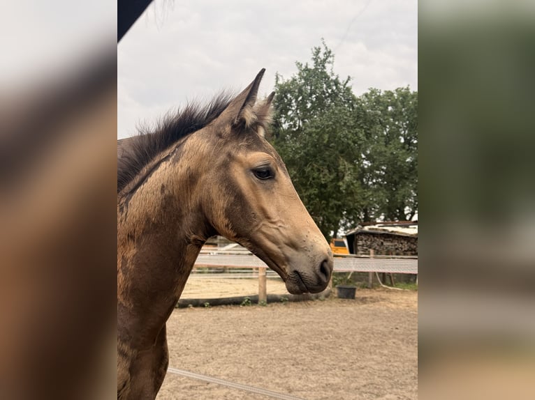Cheval de selle allemand Étalon Poulain (05/2026) Buckskin in Recklinghausen