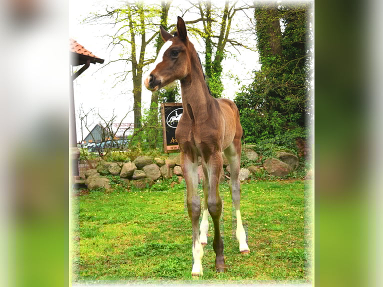 Cheval de selle allemand Étalon Poulain (01/2025) in Löningen