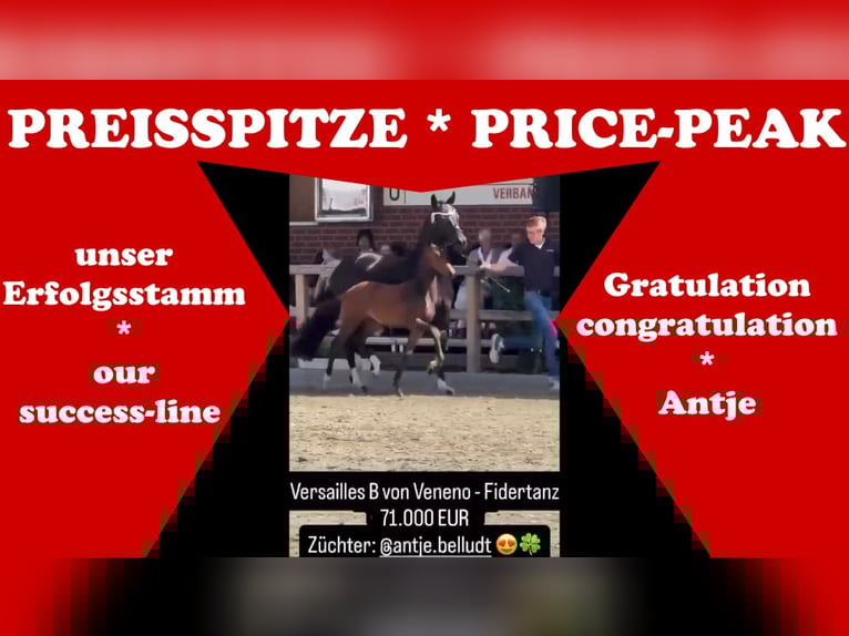 Cheval de selle allemand Étalon Poulain (01/2025) in Löningen