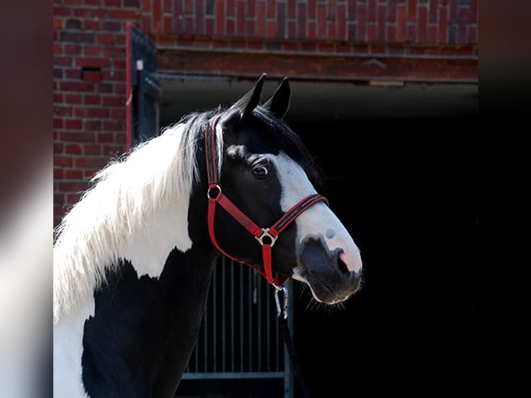 Cheval de selle allemand Étalon Tobiano-toutes couleurs in Etgersleben