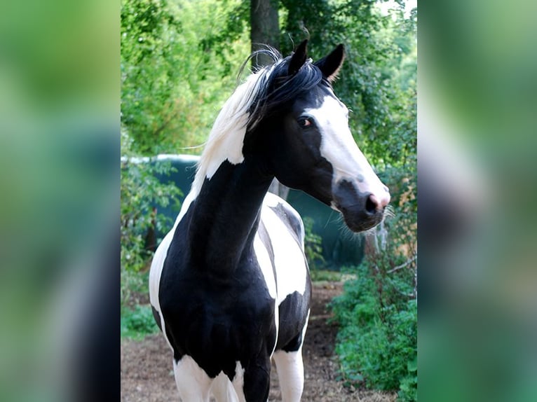 Cheval de selle allemand Étalon Tobiano-toutes couleurs in Etgersleben