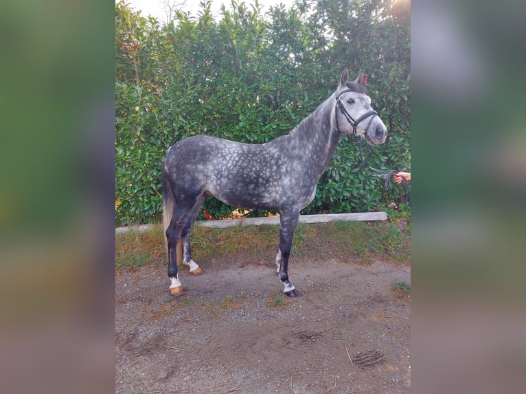 Cheval de selle allemand Hongre 10 Ans 160 cm Gris pommelé in Himberg