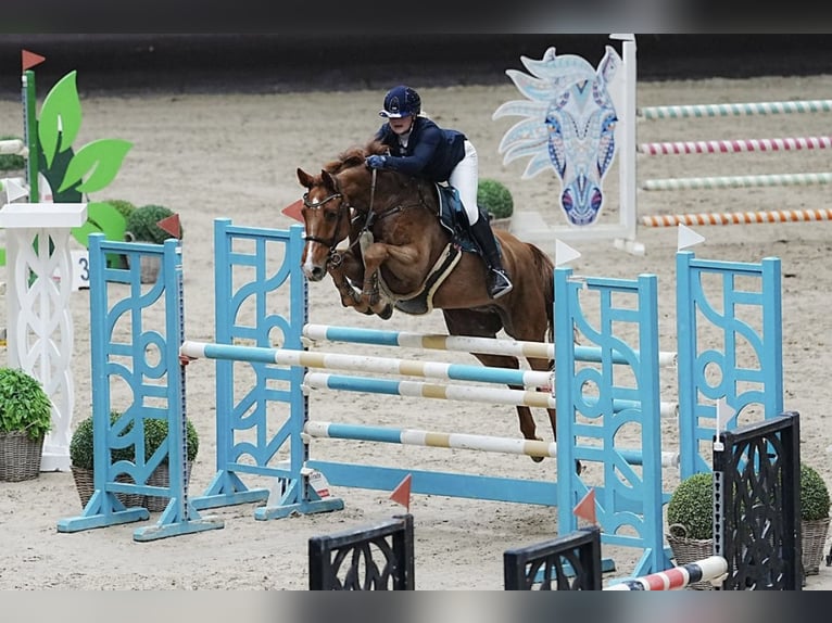 Cheval de selle allemand Hongre 10 Ans 162 cm Alezan in Uedem, Keppeln