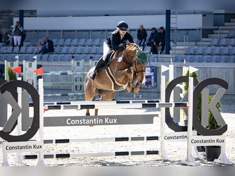 Cheval de selle allemand Hongre 10 Ans 162 cm Alezan in Uedem, Keppeln