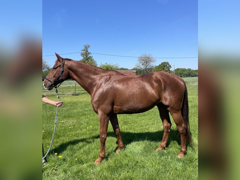 Cheval de selle allemand Hongre 10 Ans 170 cm Alezan in Nordwalde