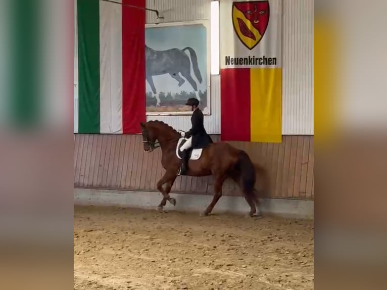 Cheval de selle allemand Hongre 10 Ans 170 cm Alezan in Nordwalde