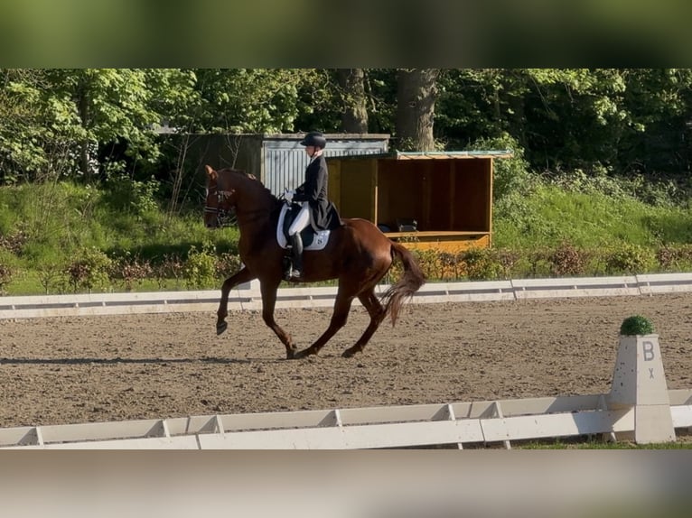 Cheval de selle allemand Hongre 10 Ans 170 cm Alezan in Nordwalde