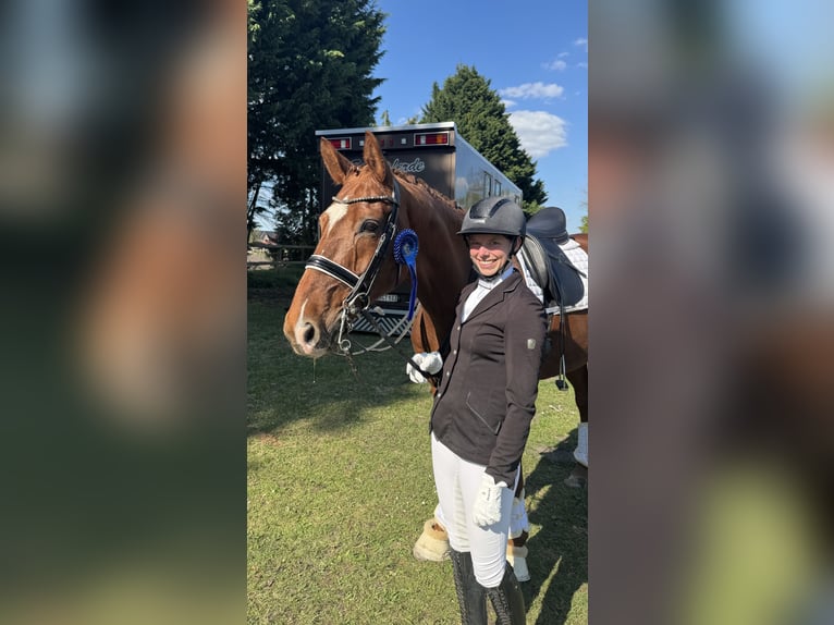 Cheval de selle allemand Hongre 10 Ans 170 cm Alezan in Nordwalde
