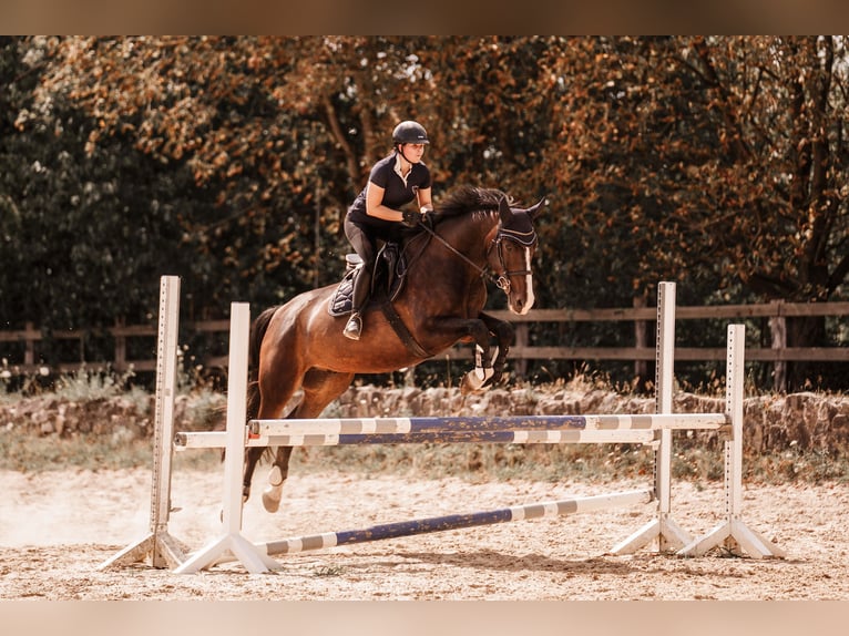 Cheval de selle allemand Hongre 10 Ans 170 cm Bai brun in Ratingen
