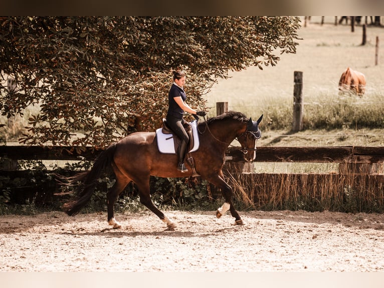 Cheval de selle allemand Hongre 10 Ans 170 cm Bai brun in Ratingen