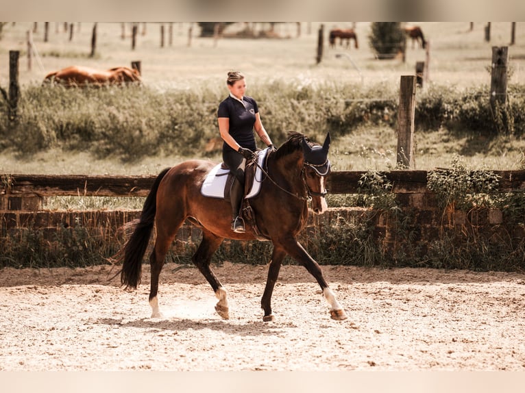 Cheval de selle allemand Hongre 10 Ans 170 cm Bai brun in Ratingen