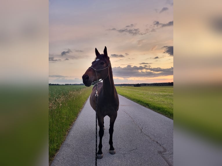 Cheval de selle allemand Hongre 10 Ans 170 cm Bai in Oberhaching