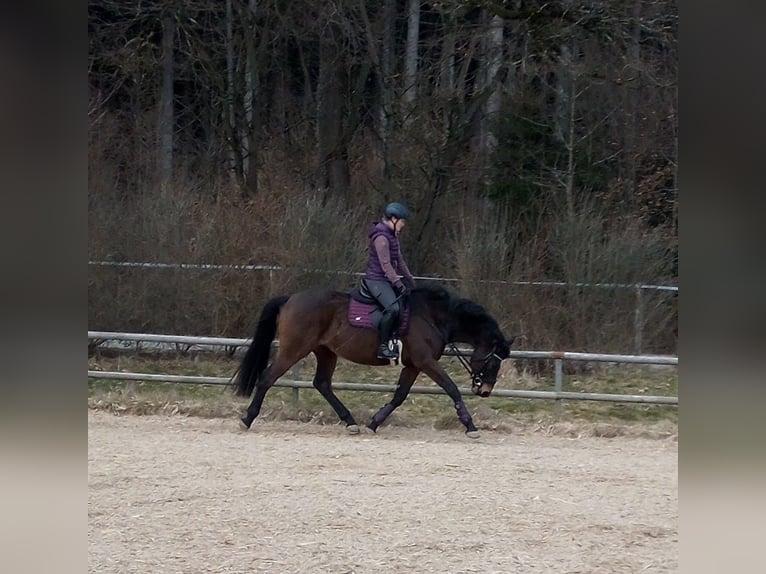 Cheval de selle allemand Hongre 10 Ans 170 cm Bai in Oberhaching