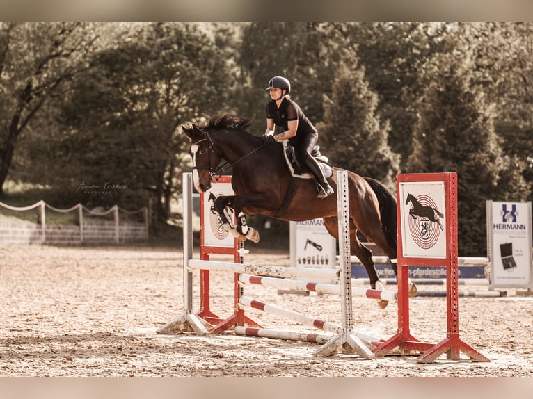 Cheval de selle allemand Hongre 10 Ans 172 cm Bai brun in Ratingen