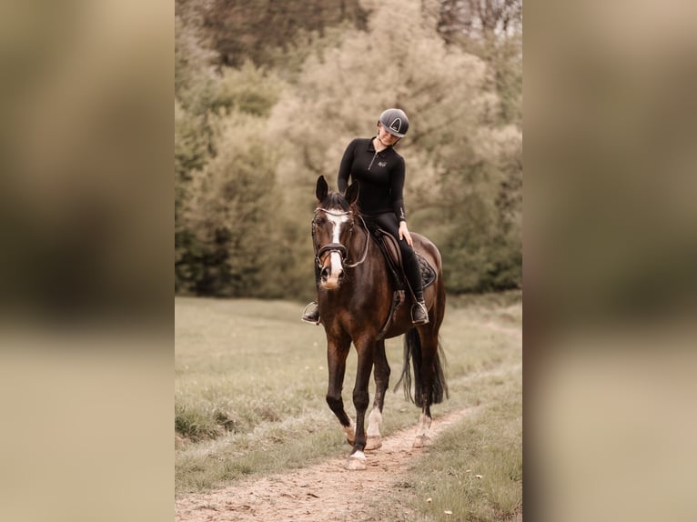 Cheval de selle allemand Hongre 10 Ans 172 cm Bai brun in Ratingen