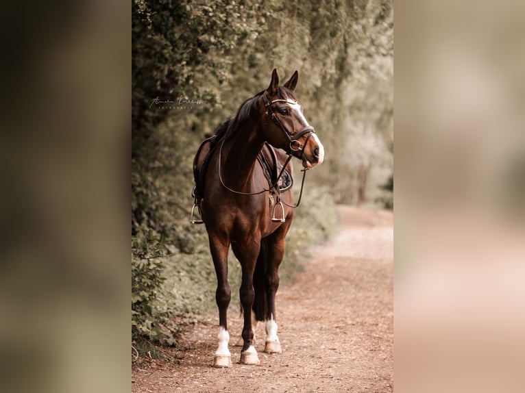 Cheval de selle allemand Hongre 10 Ans 172 cm Bai brun in Ratingen