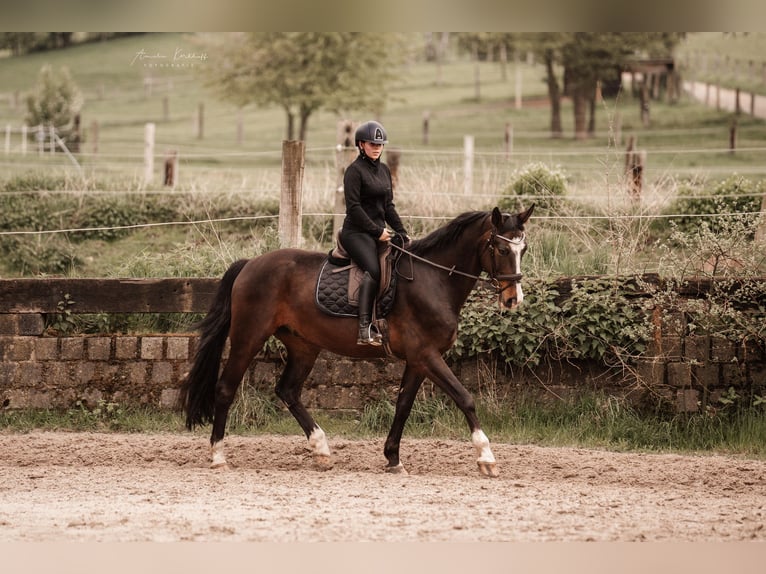 Cheval de selle allemand Hongre 10 Ans 172 cm Bai brun in Ratingen