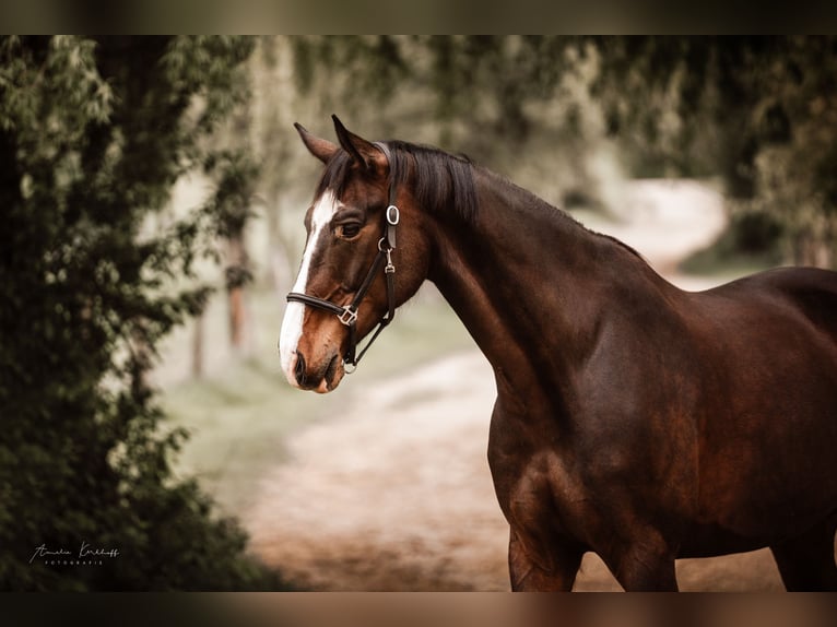 Cheval de selle allemand Hongre 10 Ans 172 cm Bai brun in Ratingen