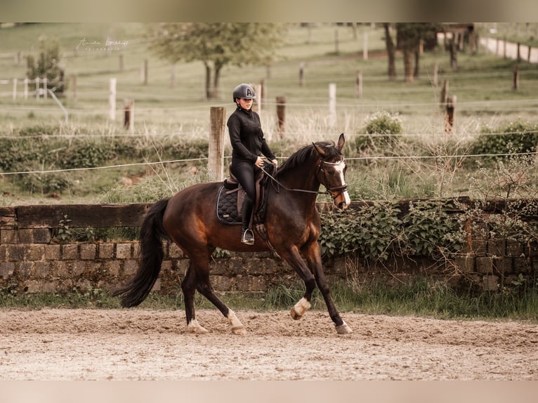 Cheval de selle allemand Hongre 10 Ans 172 cm Bai brun in Ratingen